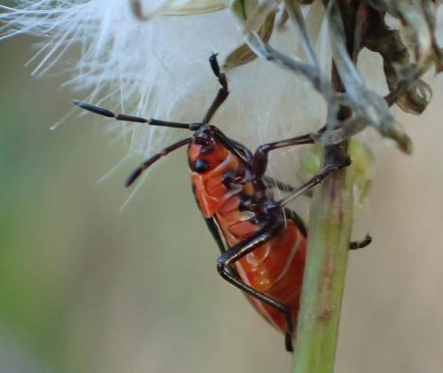 Réf. 205 911 : Lygaeus equestris